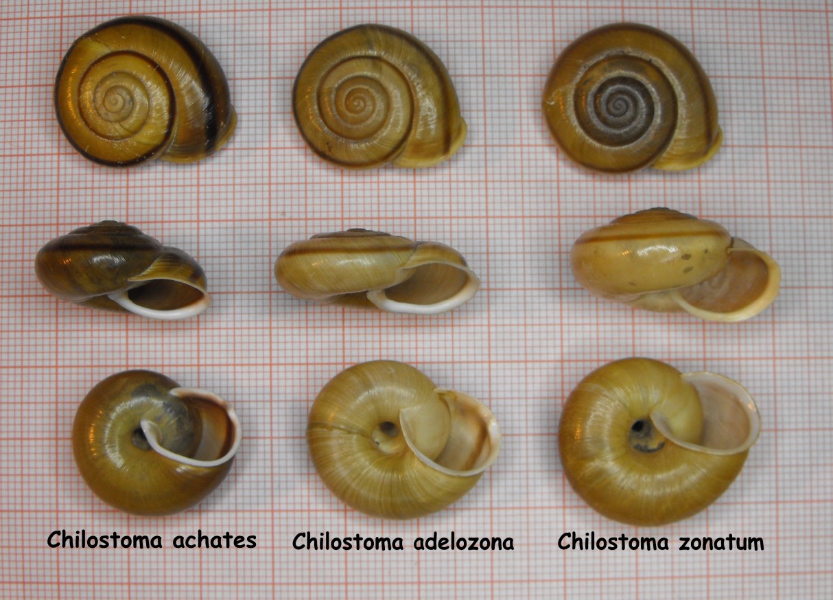 Chilostoma achates raethicum (Strobel, 1857)